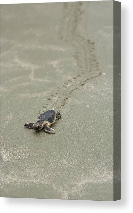 Turtle Canvas Print featuring the photograph Turtle Tracks by Patricia Schaefer