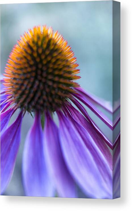 Echinacea Canvas Print featuring the photograph Twilight by Caitlyn Grasso