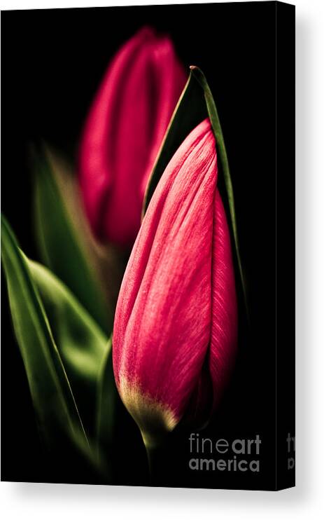 Beautiful Canvas Print featuring the photograph Twin Tulips by Venetta Archer