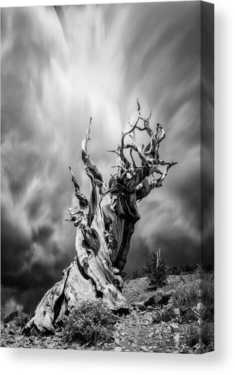 Ancient Canvas Print featuring the photograph Twisted in Time by Tassanee Angiolillo