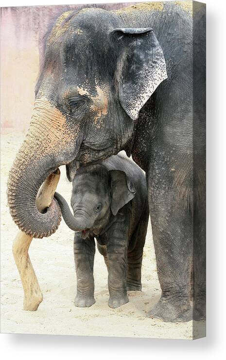 Elephant Canvas Print featuring the photograph Two by Antje Wenner-braun