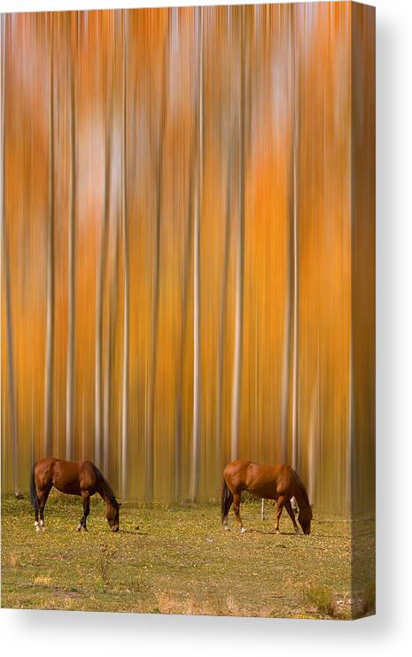 Horse Canvas Print featuring the photograph Two Colorado High Country Mystic Autumn Horses by James BO Insogna