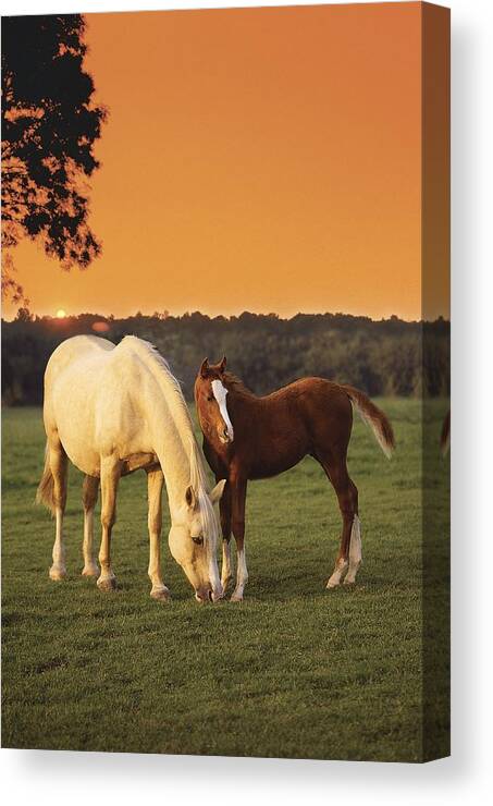 Animal Canvas Print featuring the photograph Two Horses And Sunset by MGL Meiklejohn Graphics Licensing