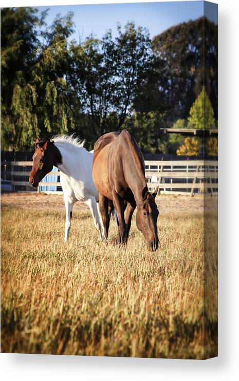Horses Canvas Print featuring the photograph Two Horses by Caitlyn Grasso