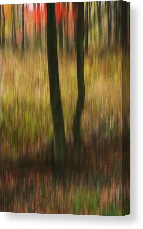 Trees Canvas Print featuring the photograph Two Leggs by Randy Pollard