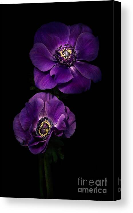 Anemone Canvas Print featuring the photograph Two Purple Anemones by Ann Garrett