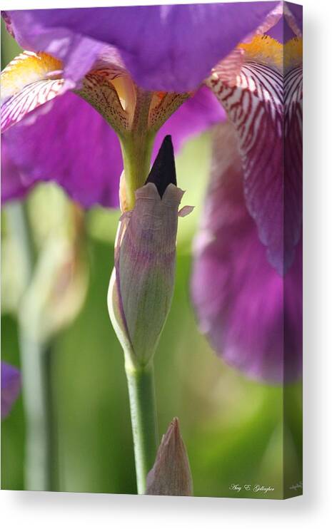 Iris Canvas Print featuring the photograph Under Mama's Umbrella by Amy Gallagher