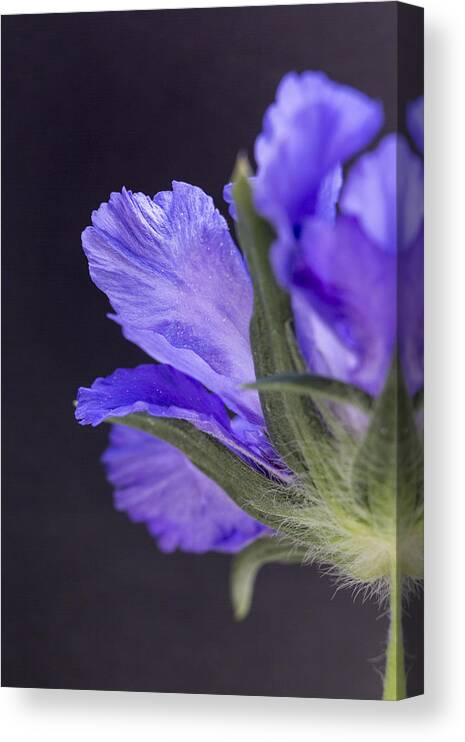 Scabiosa Canvas Print featuring the photograph Underneath by Caitlyn Grasso