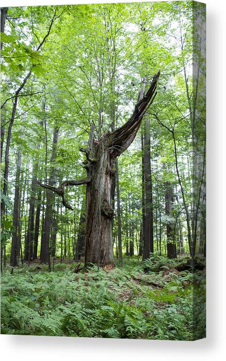 Connecticut Canvas Print featuring the photograph Unusual Tree by Susan Jensen