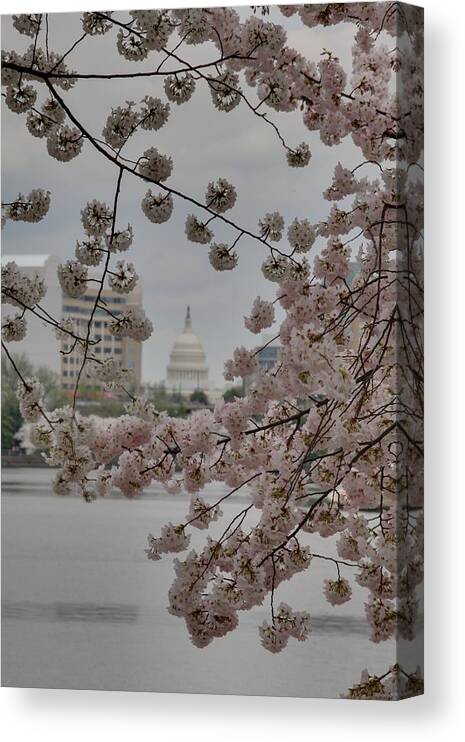 Attraction Canvas Print featuring the photograph US Capitol - Cherry Blossoms - Washington DC - 01136 by DC Photographer