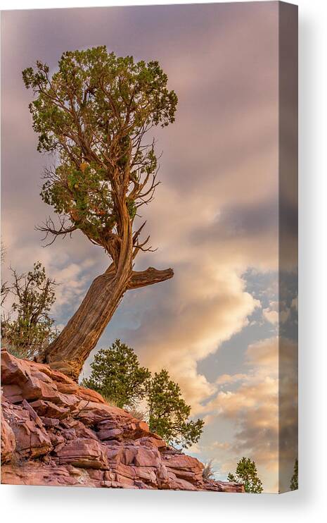 Cloud Canvas Print featuring the photograph USA, Colorado, Fruita by Jaynes Gallery