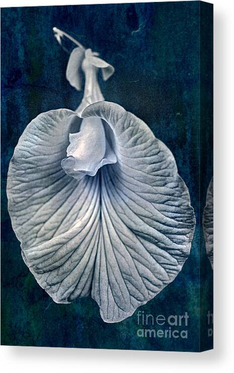 Flower Canvas Print featuring the photograph Variation 1 by Russell Brown