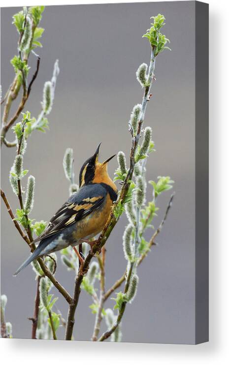 Alaska Canvas Print featuring the photograph Varied Thrush Singing by Ken Archer