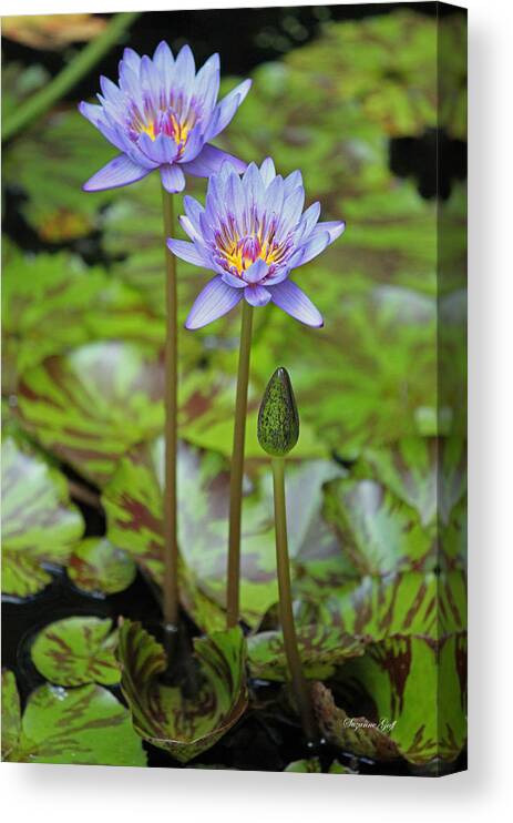 Variegated Canvas Print featuring the photograph Variegated Purple Water Lilies by Suzanne Gaff