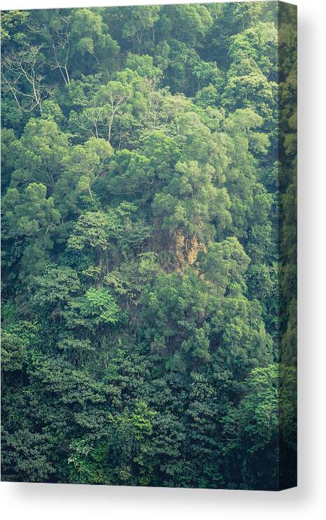 Forest Canvas Print featuring the photograph Vertical Vegetation by Alexander Kunz