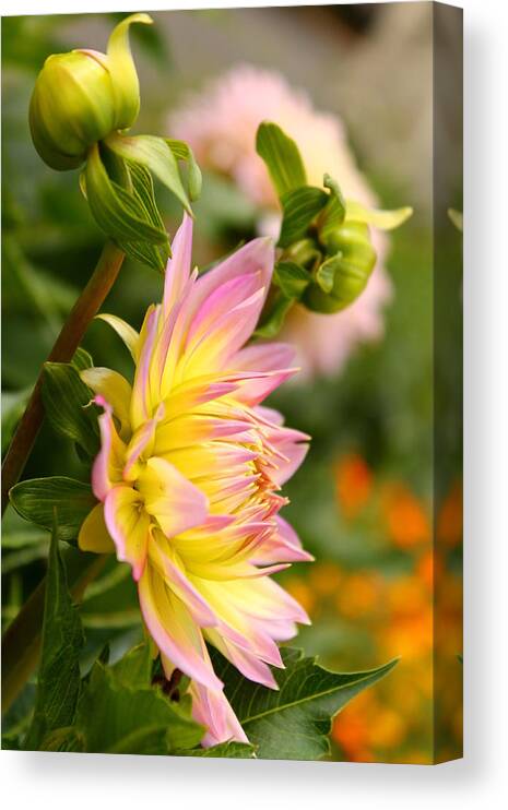 Chrysanthemum Canvas Print featuring the photograph Vibrant Mum by Saya Studios