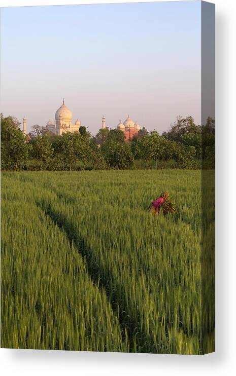 Working Canvas Print featuring the photograph View Over Fields To Taj Mahal by Adrian Pope