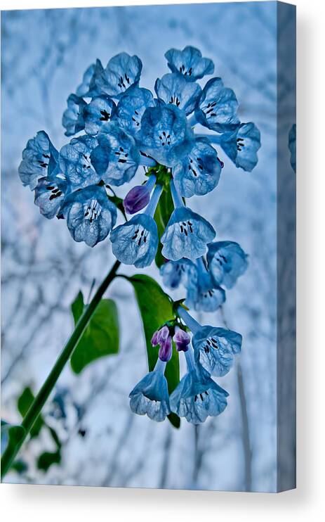 2012 Canvas Print featuring the photograph Virginia Bluebells by Robert Charity