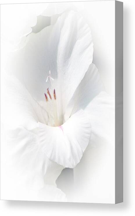 Gladiola Canvas Print featuring the photograph Virginity by David Armstrong