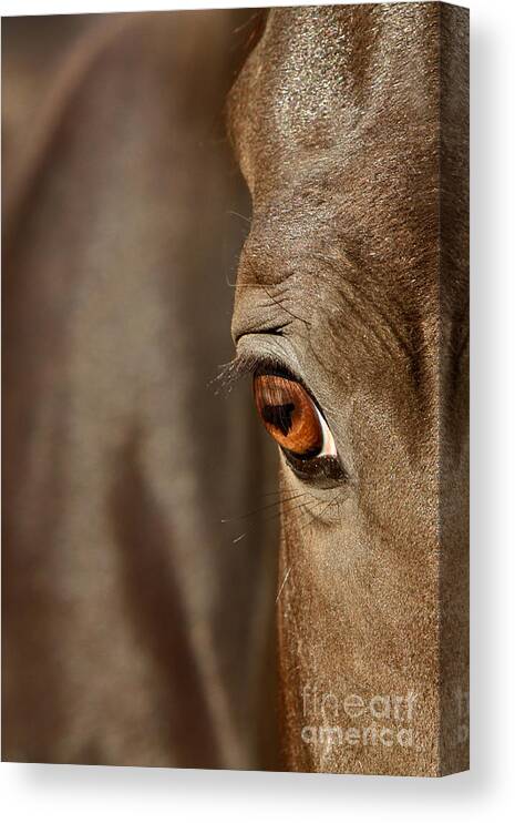 Animal Canvas Print featuring the photograph Watchful by Michelle Twohig