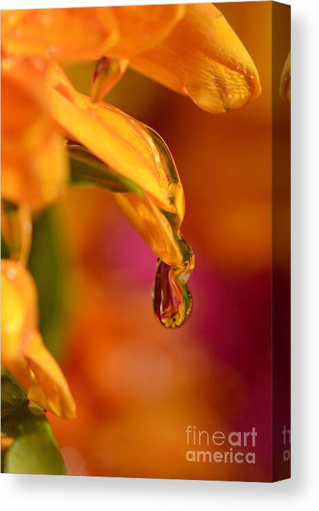 Water Drops Canvas Print featuring the photograph Water Drop by Laura Mountainspring