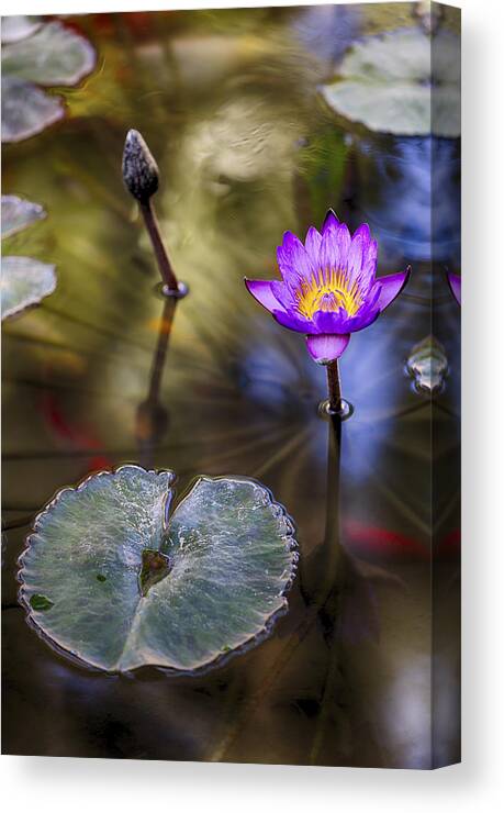 Water Lily Canvas Print featuring the photograph Water Lily 7 by Scott Campbell