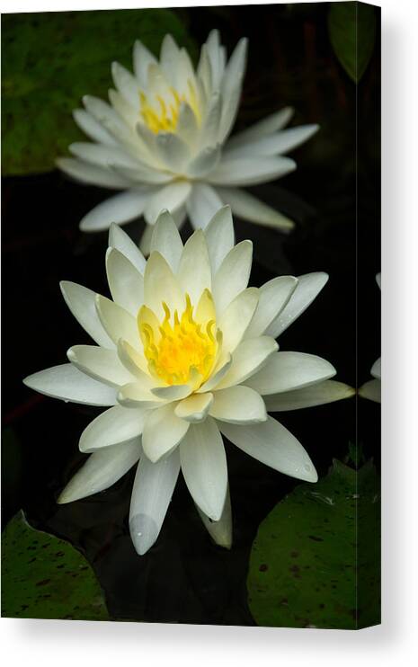Water Lily Canvas Print featuring the photograph Water Lily by Jemmy Archer