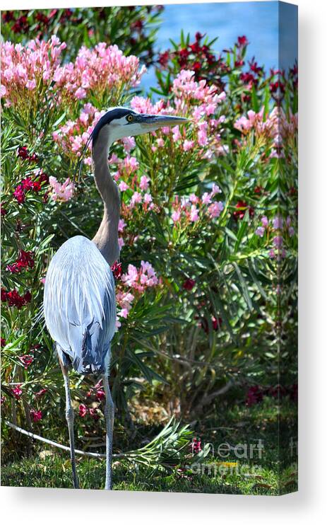 Great Blue Heron Canvas Print featuring the photograph Waters Edge by Deb Halloran