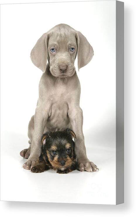 Dog Canvas Print featuring the photograph Weimaraner And Yorkie Puppies by John Daniels