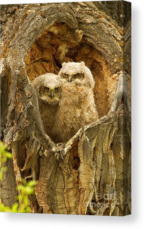 Great Horned Owls Canvas Print featuring the photograph We're Hungry by Aaron Whittemore