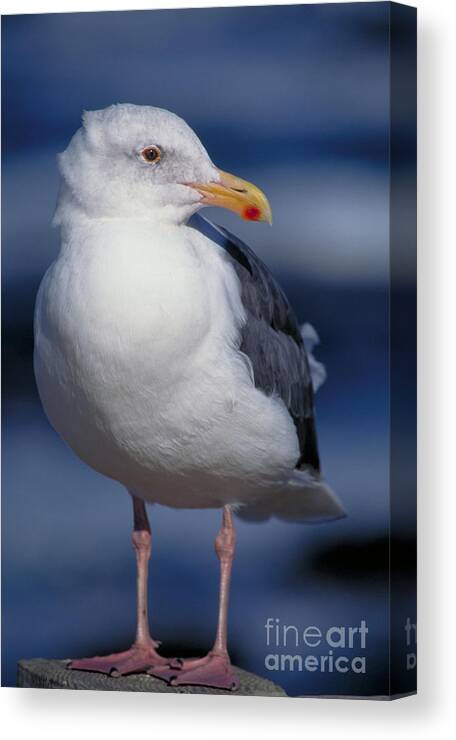 Vertical Canvas Print featuring the photograph Western Gull Larus Occidentalis by Gregory G. Dimijian