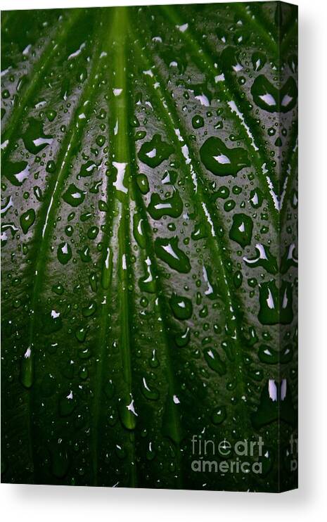 Spring Canvas Print featuring the photograph Wet Hosta Leaf by Henry Kowalski