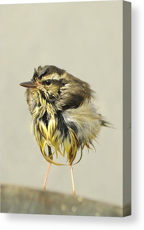 Warbler Canvas Print featuring the photograph Wet Warbler by Bradford Martin