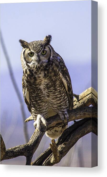 Great Horned Owl Canvas Print featuring the photograph What by Mike Stephens