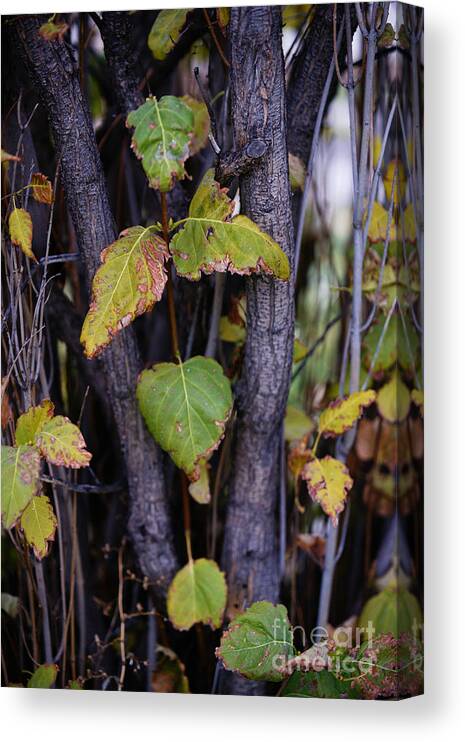 Apple Canvas Print featuring the photograph What Once Was Still Remains by Linda Shafer