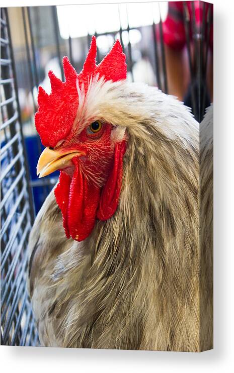 Chicken Canvas Print featuring the photograph Whatchu Looking At by Christie Kowalski