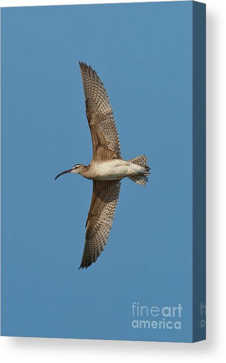 Fauna Canvas Print featuring the photograph Whimbrel In Flight by Anthony Mercieca