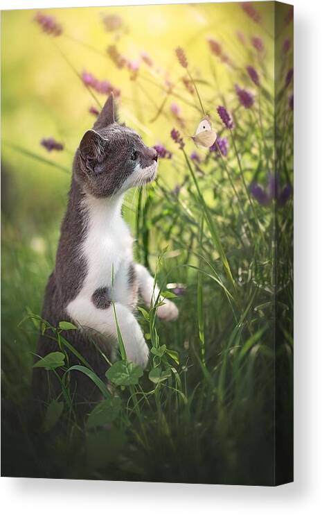 Cat Canvas Print featuring the photograph Whispering.. by Dejana M??
