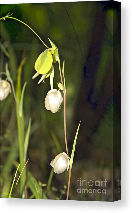 Wildflowers; Globes; Nature; Green; White Canvas Print featuring the photograph Whispers by Kathy McClure