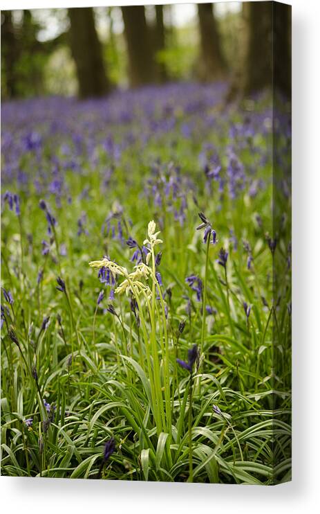 Forest Canvas Print featuring the photograph White amongst the Blue by Spikey Mouse Photography
