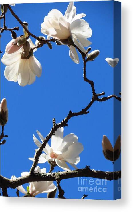 Flowers Canvas Print featuring the photograph White Blooms by Anita Adams