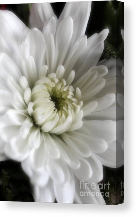White Flowers Canvas Print featuring the photograph White Chrysanthemum Dreamy BW Floral Inspiration by Ella Kaye Dickey
