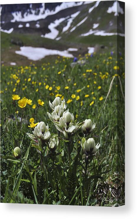Handies Canvas Print featuring the photograph White Indian Paintbrushes by Aaron Spong