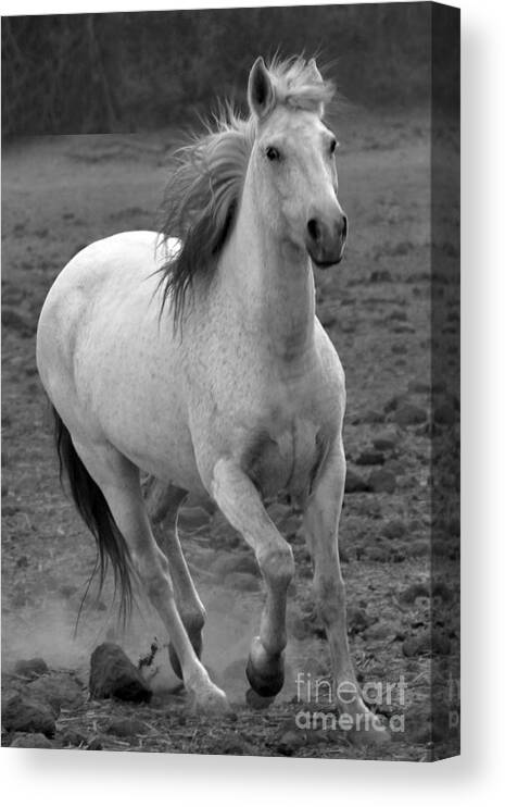 Rtf Ranch Canvas Print featuring the photograph White Mare Approaches Number One Close Up Black and White by Heather Kirk