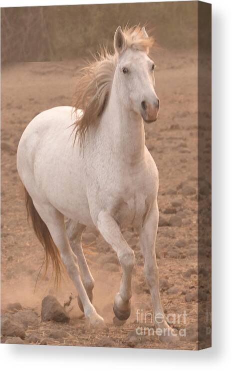 Rtf Ranch Canvas Print featuring the photograph White Mare Approaches Number One Close Up Muted by Heather Kirk