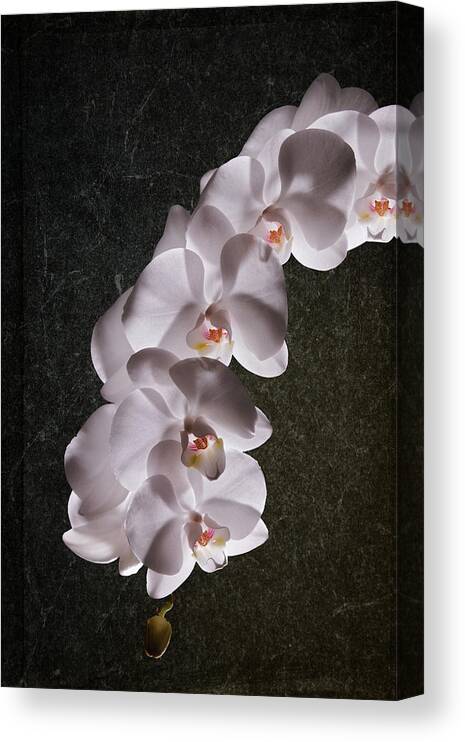 Arrangement Canvas Print featuring the photograph White Orchid Still Life by Tom Mc Nemar