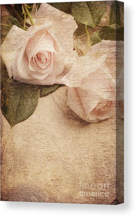 Roses Canvas Print featuring the photograph White Roses by Jelena Jovanovic