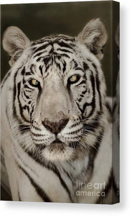 White Tiger Canvas Print featuring the photograph White Tiger Portrait Wildlife Rescue by Dave Welling