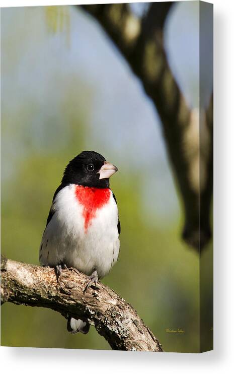 Bird Canvas Print featuring the photograph Male Rose Breasted Grosbeak by Christina Rollo