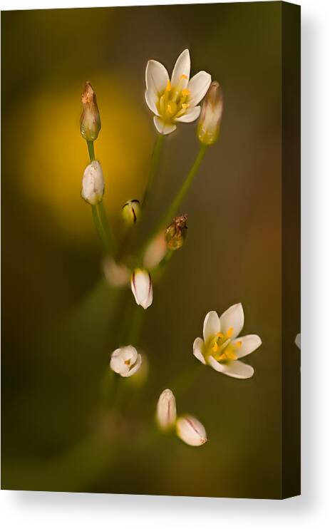 2012 Canvas Print featuring the photograph Wild Garlic by Robert Charity